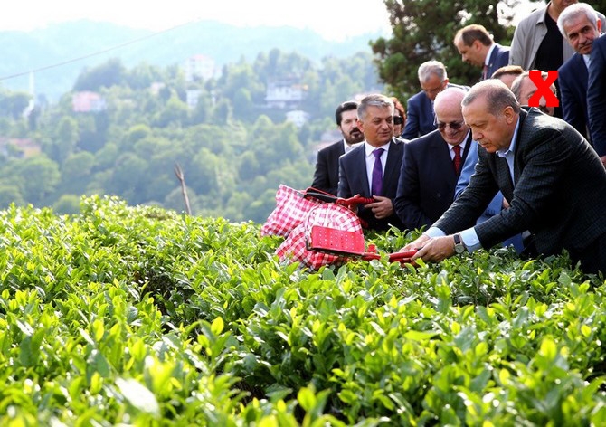 Cumhurbaşkanı Erdoğan, Çay Bahçesine Girdi Çay Kesti 14