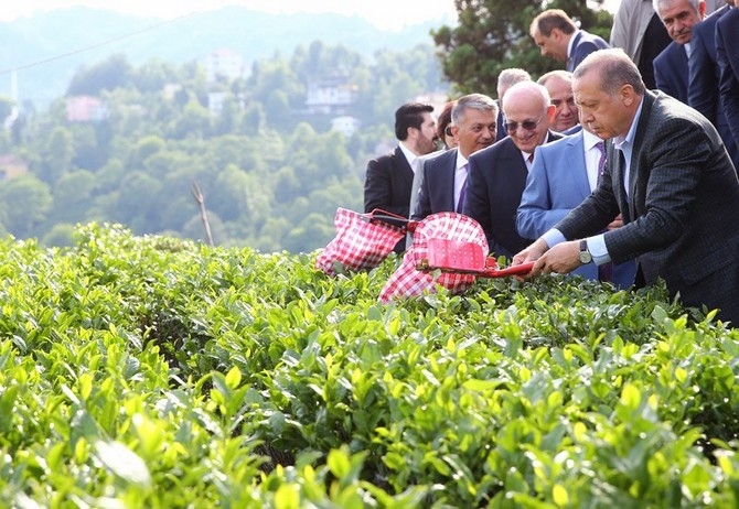 Cumhurbaşkanı Erdoğan, Çay Bahçesine Girdi Çay Kesti 15