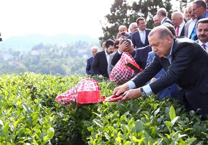 Cumhurbaşkanı Erdoğan, Çay Bahçesine Girdi Çay Kesti 16