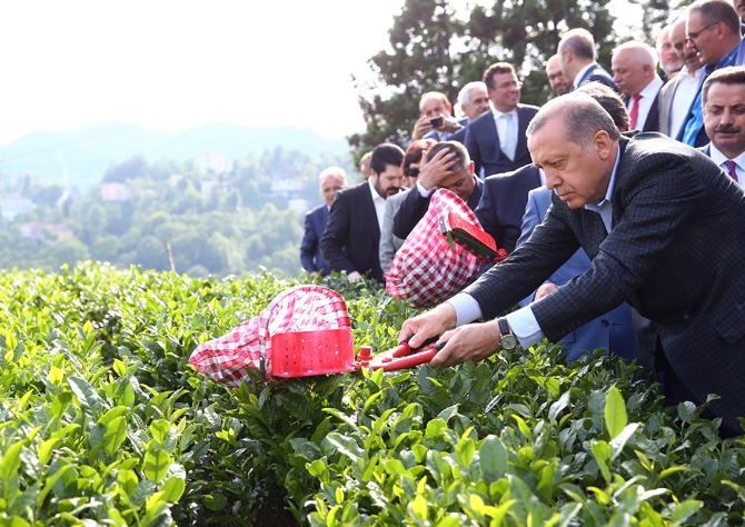 Cumhurbaşkanı Erdoğan, Çay Bahçesine Girdi Çay Kesti 2