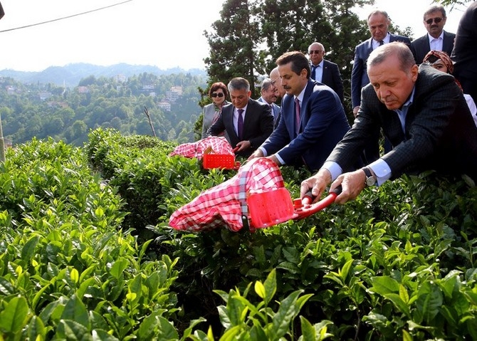 Cumhurbaşkanı Erdoğan, Çay Bahçesine Girdi Çay Kesti 24