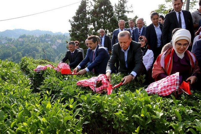 Cumhurbaşkanı Erdoğan, Çay Bahçesine Girdi Çay Kesti 25