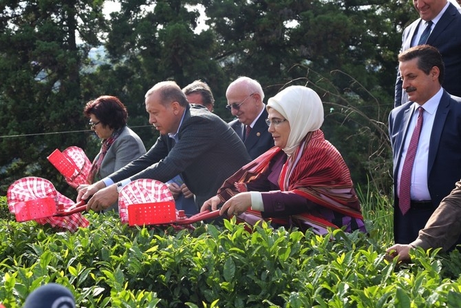 Cumhurbaşkanı Erdoğan, Çay Bahçesine Girdi Çay Kesti 32