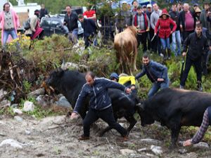 Ayder’de Boğa Festivali Gergin Geçti