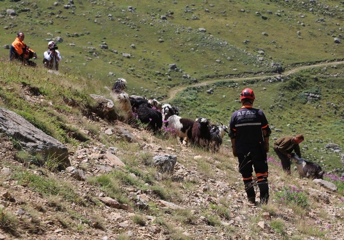 Rizede kayıp keçiler için AFAD seferber oldu 18