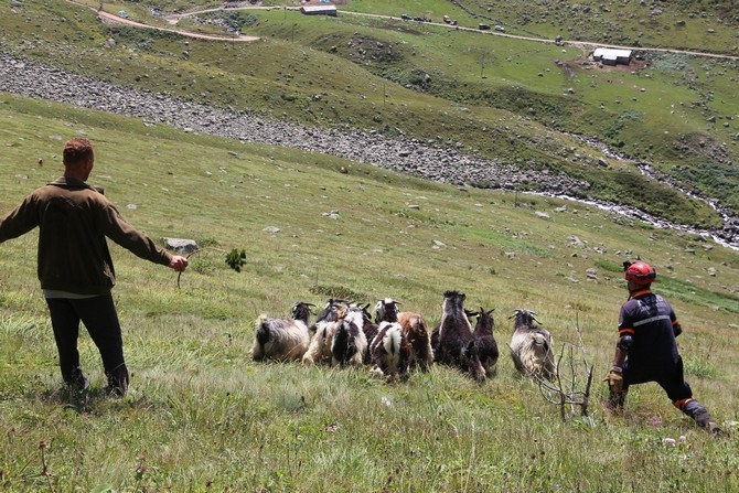 Rizede kayıp keçiler için AFAD seferber oldu 19