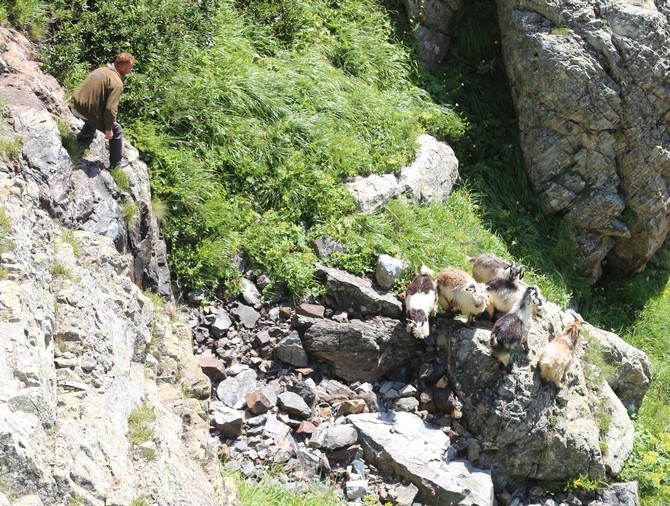 Rizede kayıp keçiler için AFAD seferber oldu 20