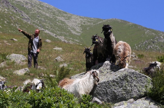 Rizede kayıp keçiler için AFAD seferber oldu 5
