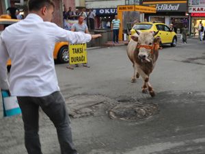 Rize'de Kaçan Boğalar Şehri Birbirine Kattı