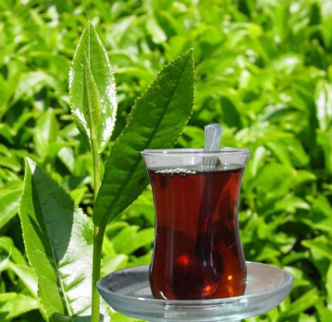 Çay Tüketimi Genetik Değişikliklere Neden Oluyor! 11