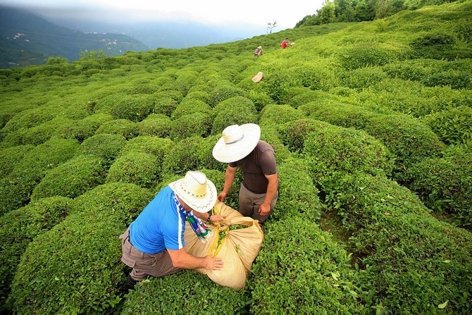 Çay Üreticisinin Yüzü Fiyat Artışıyla Güldü 14