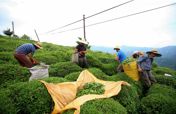 Çay Üreticisinin Yüzü Fiyat Artışıyla Güldü 15