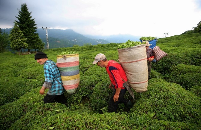 Çay Üreticisinin Yüzü Fiyat Artışıyla Güldü 16