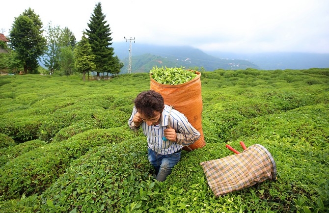 Çay Üreticisinin Yüzü Fiyat Artışıyla Güldü 18