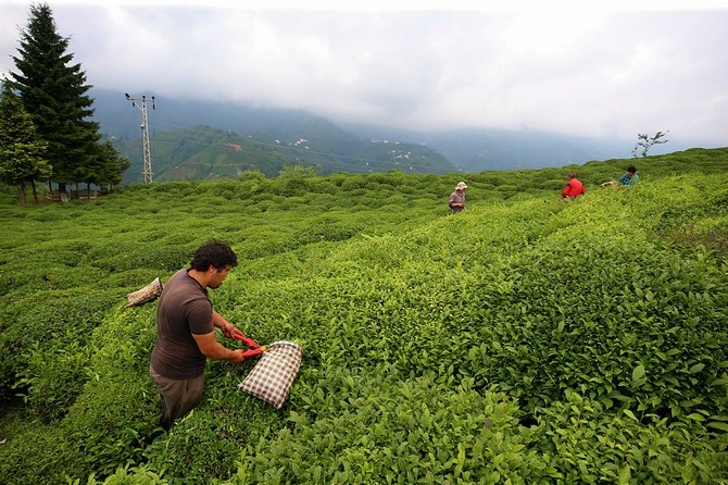 Çay Üreticisinin Yüzü Fiyat Artışıyla Güldü 20