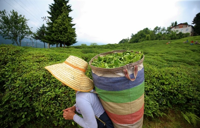 Çay Üreticisinin Yüzü Fiyat Artışıyla Güldü 6