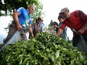 Çay Üreticisinin Yüzü Fiyat Artışıyla Güldü