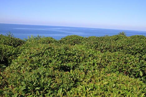 Rize Fotoğrafları 13