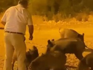 Kızının Çekmeye Bile Korktuğu Yaban Domuzlarını Elleriyle Besledi