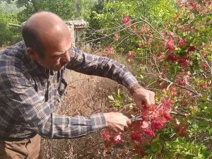 Şifa Deposu Gilaburu Hasadı Başladı