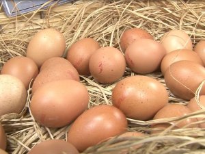 Yumurtada Fiyatlar Haftalık Değişiyor