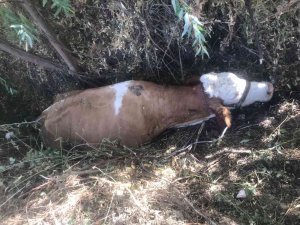 Bataklığa Saplanan İnek Kurtarıldı