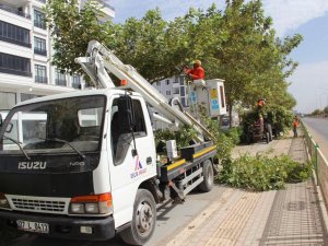 Kilis’te Ağaçlar Budanıyor