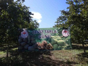 Yalova’da Ceviz Hasadı Başladı