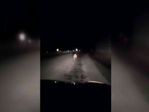 Yavru Ayı Kara Yolunda Otomobilin Işığıyla Son Sürat Koştu