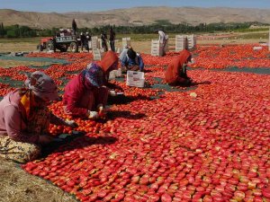 Avrupa’nın Kuru Domatesi Malatya’dan