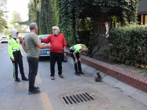 Ayağı Kırılan Kediyi, Kadın Trafikçilerin Dikkati Kurtardı