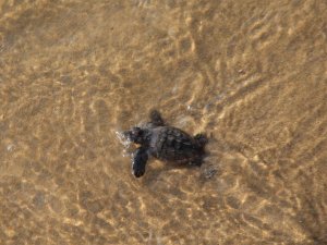 67 Yavru Deniz Kaplumbağası, Özgürlüğe Kulaç Attı