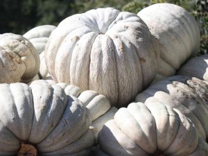 Lezzetiyle Büyüleyen Bal Kabağının Sofralara Yolculuğu Başladı