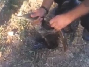 Misinaya Dolanan Balıkçıl Kuşu İtfaiye Ekiplerince Kurtarıldı