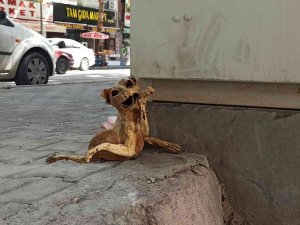 Elektrik Panosunda Bulunan Kedinin İskeleti Görenleri Şaşırttı