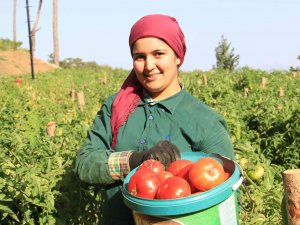 Seralardan Değil, Yaylalardan Sofralara Geliyor