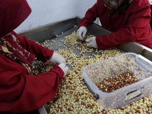 Fındık Kavurma Tesisinde Taleplere Yetişemiyorlar