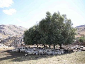 Mera Islahı İle Toprak Ve Bitki Örtüsünün Kalitesi Artacak