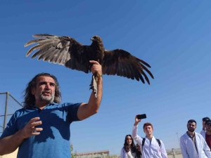 Van’da Tedavileri Tamamlanan 300 Yabanî Hayvan Doğaya Bırakıldı