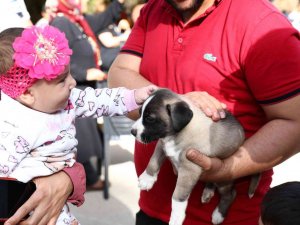Gaziantep Uygulaması İle Puanını Tamamlayanlara Mama Verildi