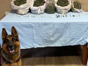 Sakarya’da 5 Kilo Esrar Ele Geçirildi: 1 Gözaltı