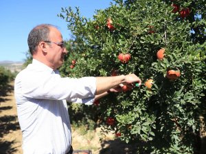 Pamukkale Belediyesi’nden Nar Ve Ayva İçin Coğrafi İşaret Atılımı