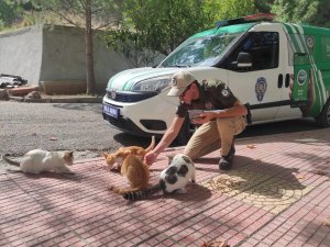 Osmaniye’de Sokak Hayvanlarına Mama Bırakıldı