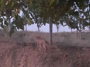 Elazığ’da Evlerin Etrafında Yiyecek Arayan Tilki Görüntülendi