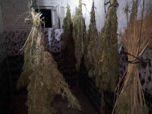Sinop’ta Kurutulmaya Bırakılmış 13 Kilo Esrar Ele Geçirildi