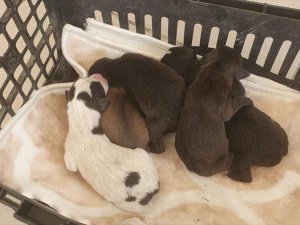 Yavru Köpekleri Poşete Koyup Çöp Kutusuna Attılar