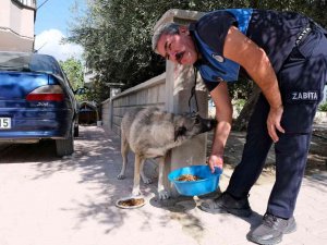 Mut’ta Sokak Hayvanlarına Mama Dağıtıldı