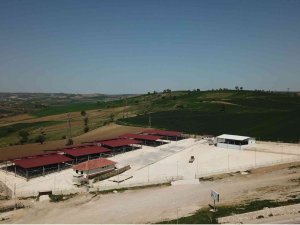 Havza’da Canlı Hayvan Pazarı Süresiz Olarak Kapatıldı