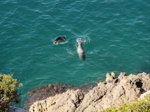 Dilek Boğazı’nda Akdeniz Foku Ölü Olarak Bulundu