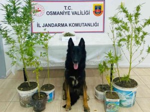 Osmaniye’de Uyuşturucu Operasyonu